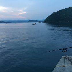 イカ、釣れません