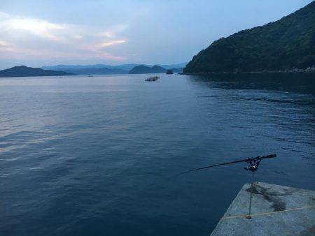 イカ、釣れません