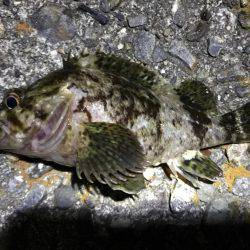 数釣りメバリング