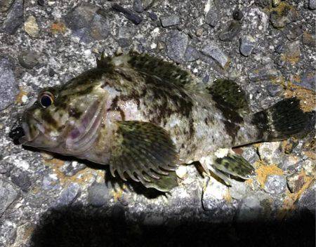 数釣りメバリング