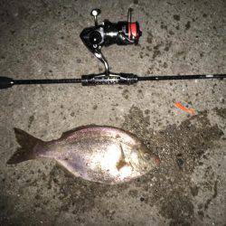 舞洲では初魚種ゲット！