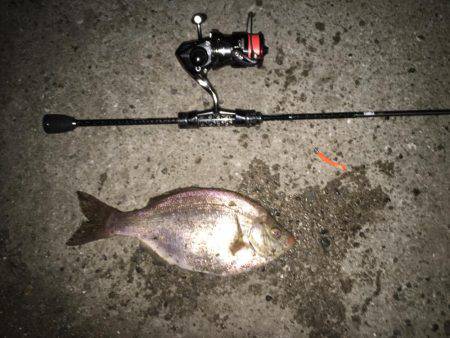 舞洲では初魚種ゲット！