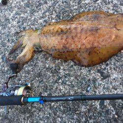 春イカエギング