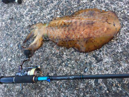 春イカエギング