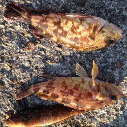 今日は素直にガシリング!!