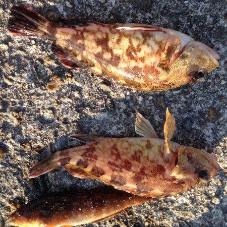 今日は素直にガシリング!!