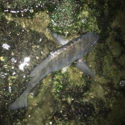 アジングタックルでチニング年なし