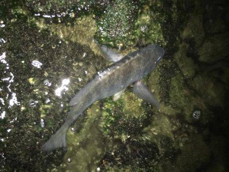 アジングタックルでチニング年なし