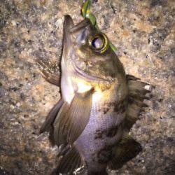 メバリング好調