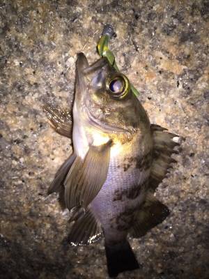 メバリング好調