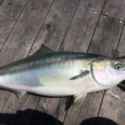 メバリングのち初海上釣り堀