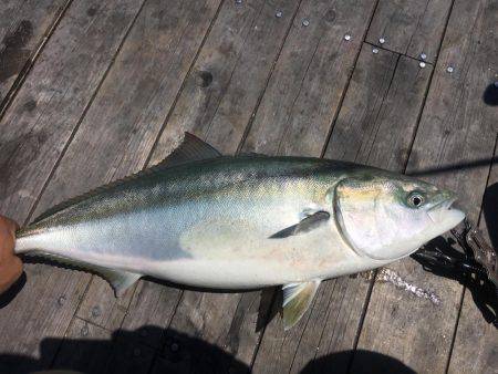 メバリングのち初海上釣り堀