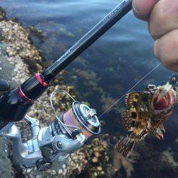 ロックフィッシュ