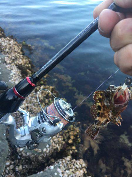 ロックフィッシュ