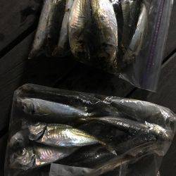 豆アジングで爆釣！