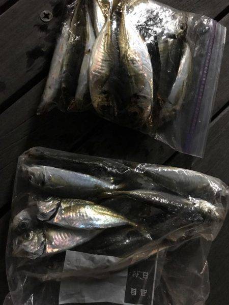 豆アジングで爆釣！