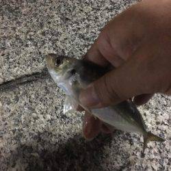 アジング爆釣！