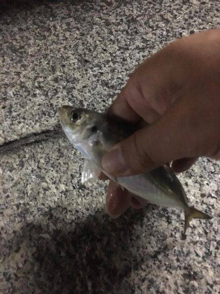 アジング爆釣！