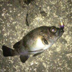 メバリング好調！