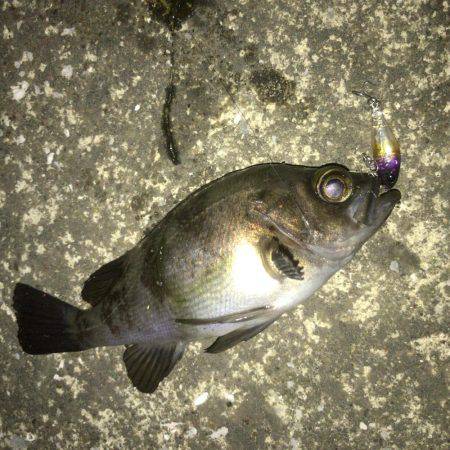 メバリング好調！