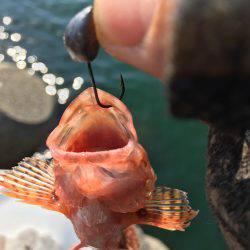 釣った魚を餌に、、、