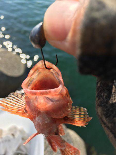 釣った魚を餌に、、、