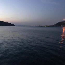 やっと春イカ…