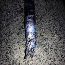 今年初タチウオ