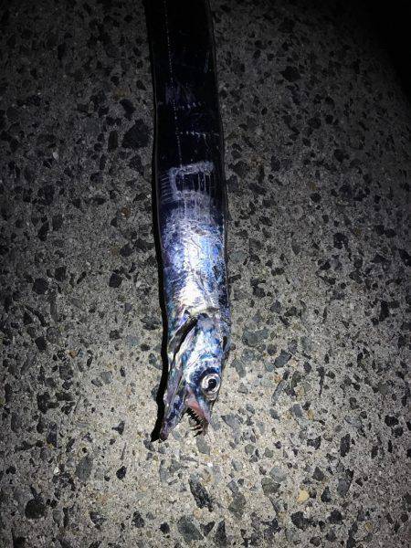 今年初タチウオ