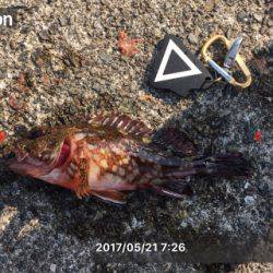 アジの時合いは短し