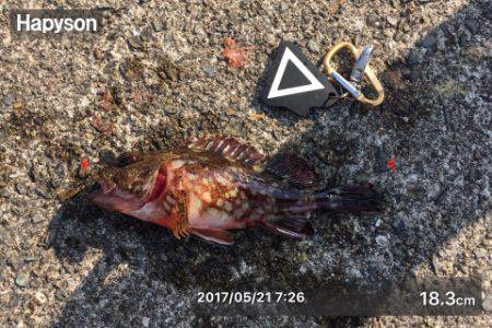 アジの時合いは短し