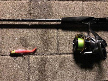 チニング？後シーバス