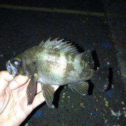 メバリング好調でした！