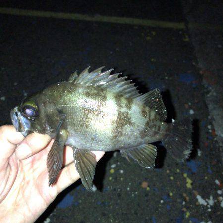 メバリング好調でした！