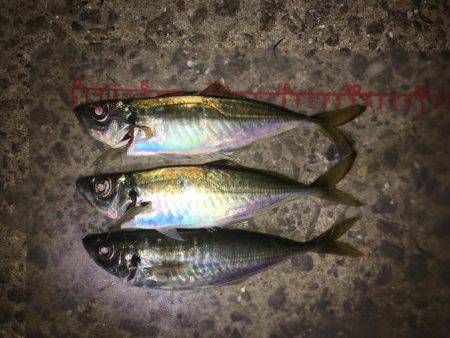 久しぶりにアジング‼︎