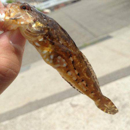 あと1種目で5目釣り達成だったのに‥(笑)