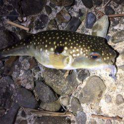 未開拓ポイント