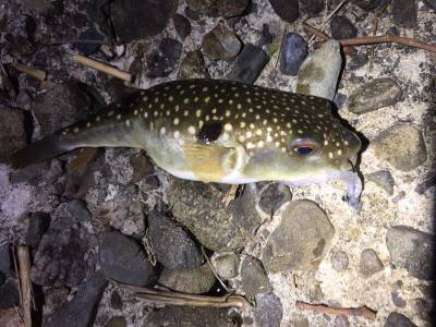 未開拓ポイント