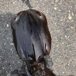 砂浜、海岸、アオリイカ