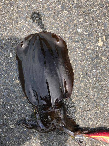 砂浜、海岸、アオリイカ