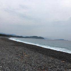 大里松原海岸 シマフグ40cm