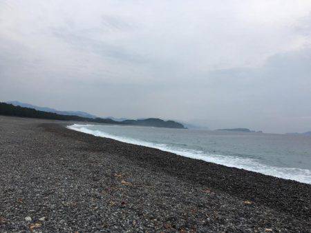 大里松原海岸 シマフグ40cm