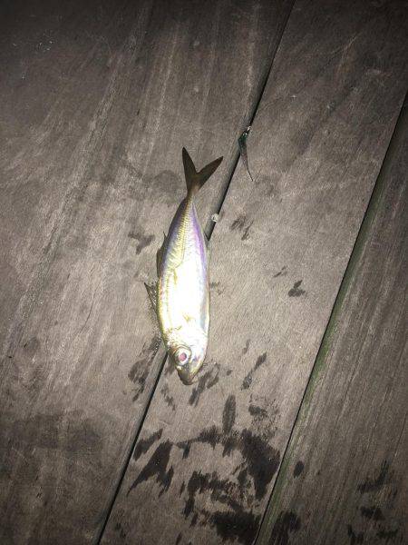 横浜アジング！