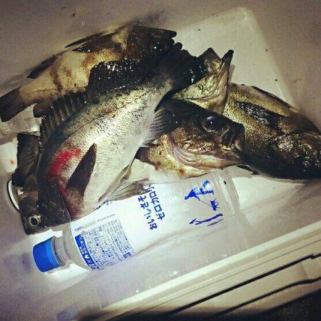 マッチョメバル×プラッキング