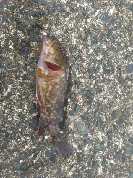 エギング&メバリング