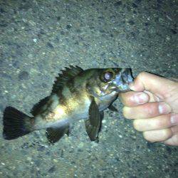 メバル好調です