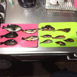 メバル、ガシラなどなど