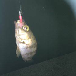 リ・リベンジ(笑)