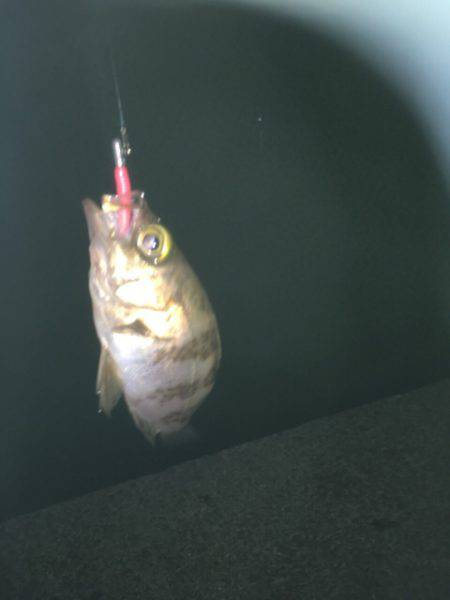 リ・リベンジ(笑)