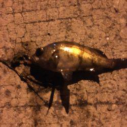 姫路妻鹿でメバリング